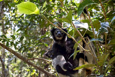 Indris im Andasibe-Mantadia-Nationalpark