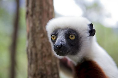 Indri im Andasibe-Mantadia-Nationalpark