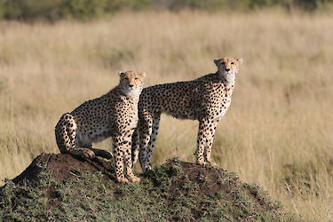Tag 7: Massai-Mara-Wildreservat
