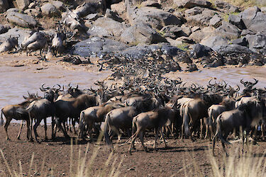 Tag 8 & 9: Ganztagessafaris im Massai-Mara-Wildreservat