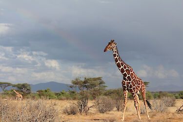 Tag 3: Gen Norden in das Samburu-Nationalreservat