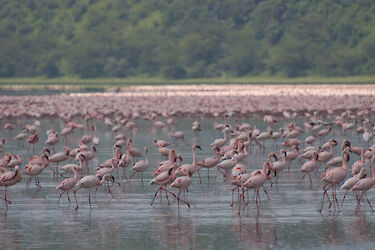 Tag 6: Rosarote Flamingos am Lake Nakuru