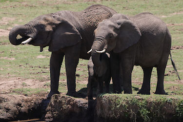 Tag 7: Massai Mara