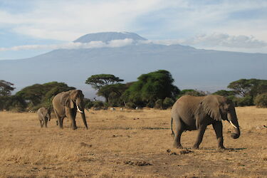 Tag 11: Safari im Amboseli-Nationalpark