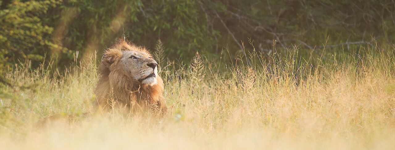 Löwe im Kruger National Park, im Gras liegend