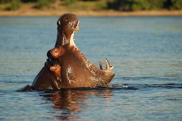 Tag 8 & 9: Safari an der Chobe River Front