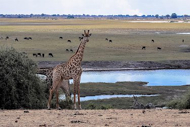 Giraffe im Chobe Nationalpark