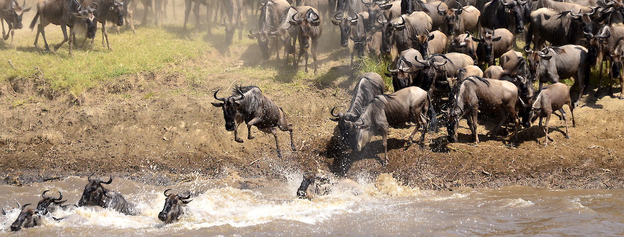 Die Große Migration beim Überqueren des Mara Flusses. Tansania