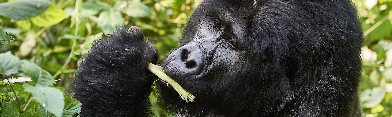 Gorilla, sitzend, Bwindi-Impenetrable-Nationalpark