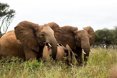 Tag 12 & 13: Fahrt zum Addo-Elephant-Nationalpark