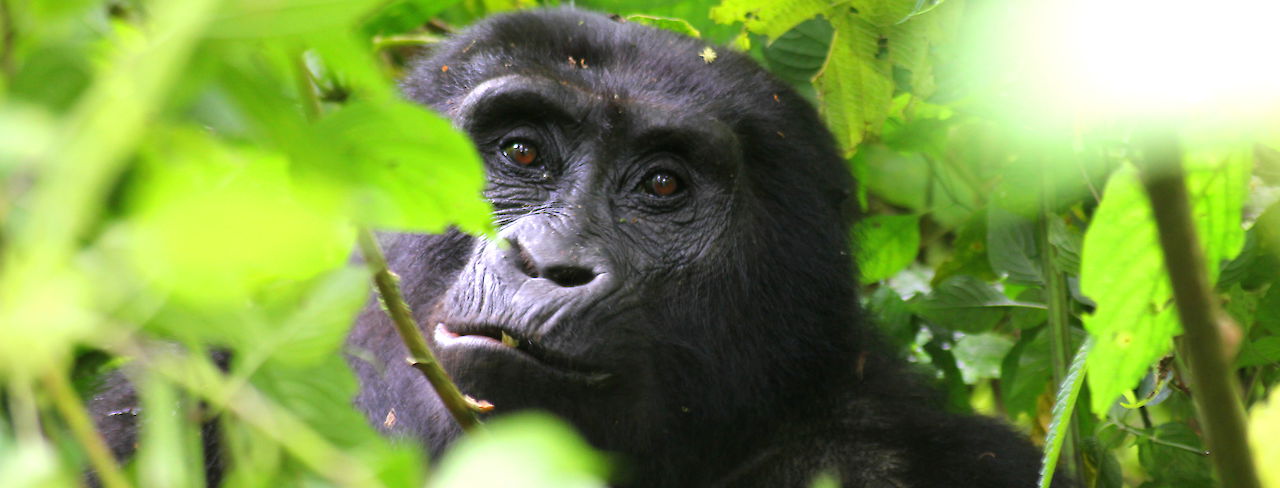 Berggorilla im Dickicht. Uganda