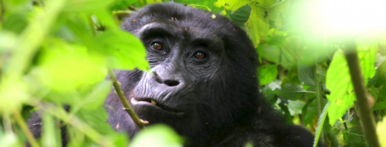Berggorilla im Dickicht. Uganda