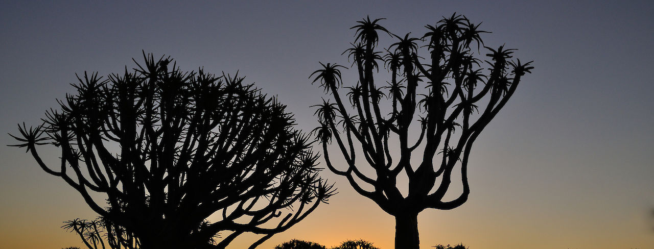 Baumsilhouetten im Sonnenaufgang. Namibia