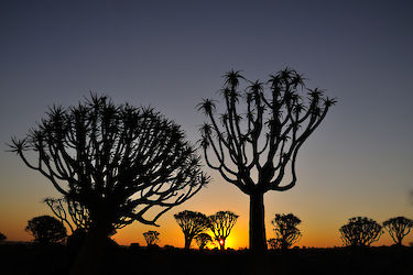Baumsilhouetten im Sonnenaufgang. Namibia