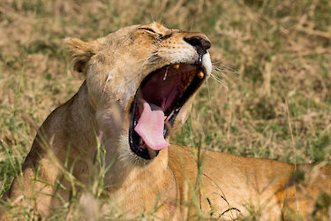 Tag 7: Fahrt in die zentrale Serengeti