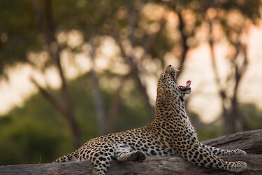 Ein müder Leopard