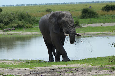 Tag 6-7: Safaris im Khwai-Wildschutzgebiet und im nordöstlichen Moremi-Wildreservat