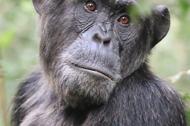 Tag 6: Schimpansentrekking im Kibale-Forest-Nationalpark