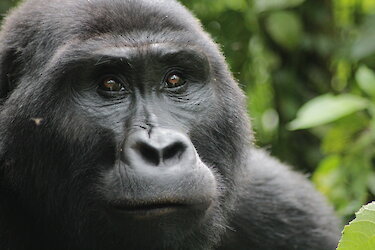 Tag 8: Gorilla-Trekking im Bwindi-Impenetrable-Nationalpark