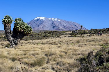 Kilimandscharo mit Baumsenezie im Vordergrund