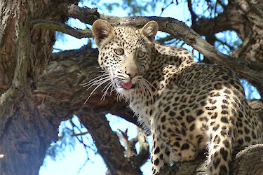 Leopard liegt im Baum