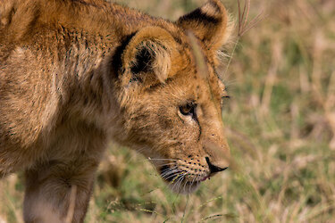 Junger Löwe im Krüger-Nationalpark