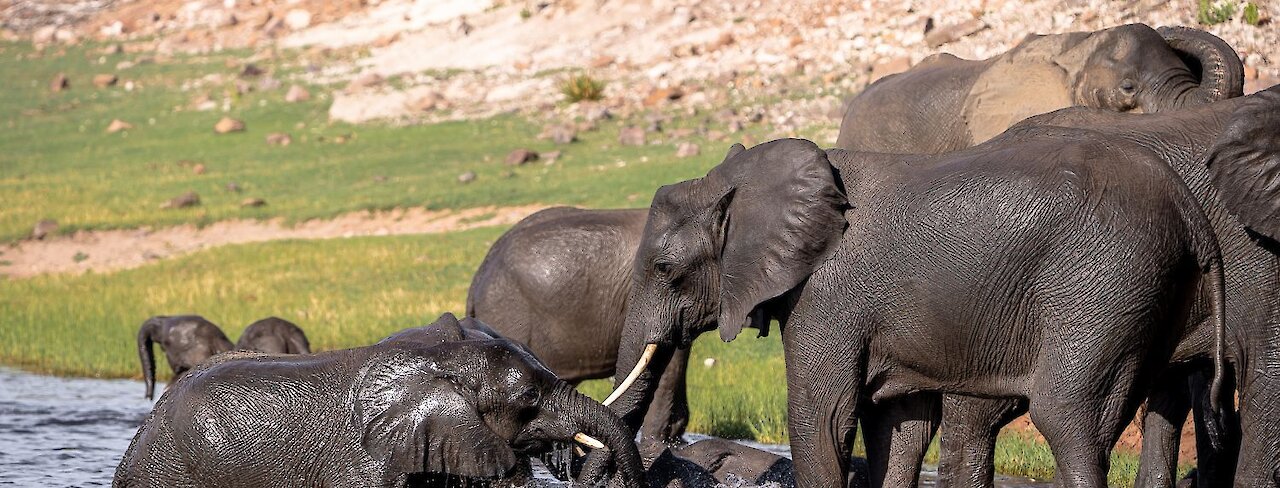 Botswana Chobe-Nationalpark Elefanten im Wasser