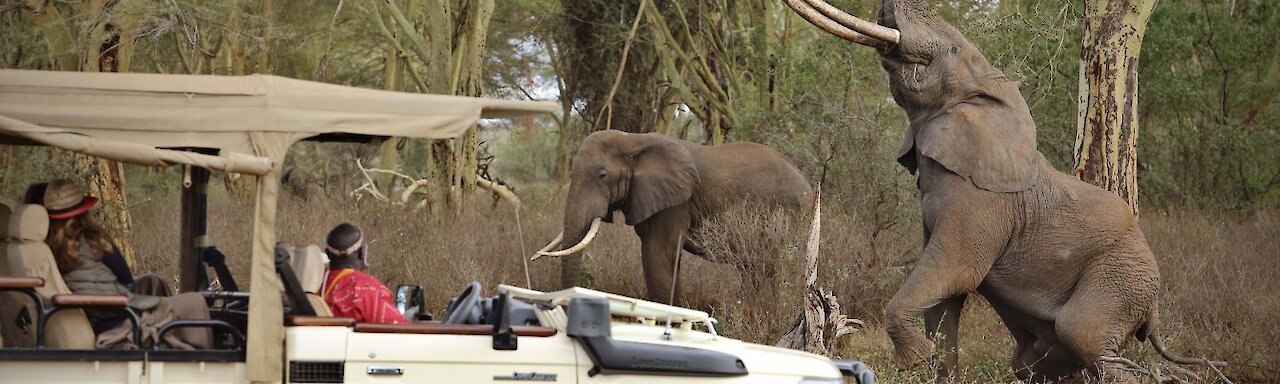 Kenia - Finch Hattons Camp Safari Fahrzeug mit zwei Elefanten