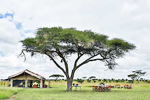 Safarizelt und Sitzecke unter einem Baum