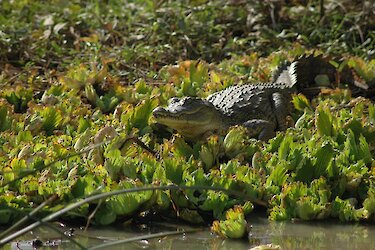 Krokodil im Djoudj Nationl-Park