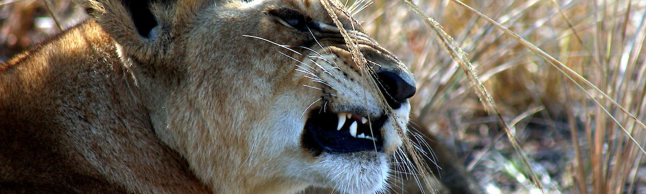 Löwe auf Safari in Südtansania