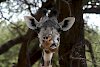 Giraffe im Ruaha-Nationalpark