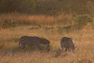 Zebras beim Grasen