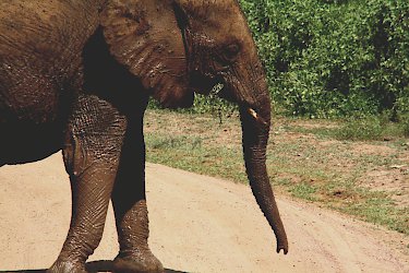 Elefant nach dem Baden