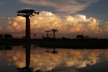 Avenue des Baobab. Madagaskar