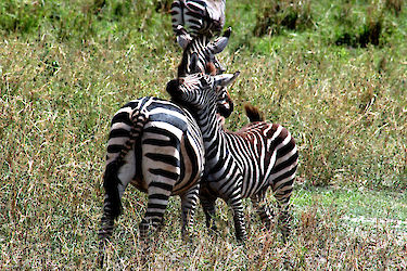 Zebras reiben Hälse aneinander