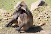 Gelada Affe