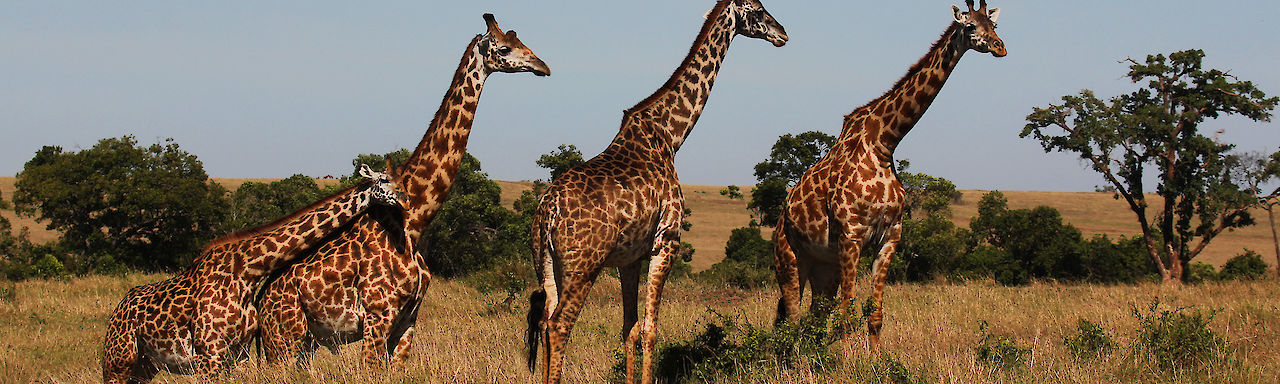 Giraffen auf Safari in der Massai Mara