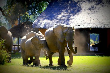 Elefanten im Camp