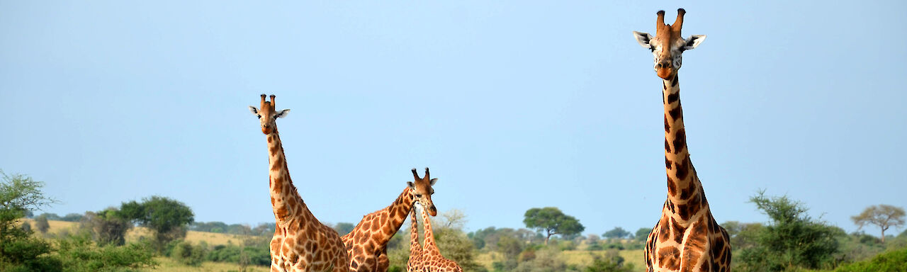 Giraffen im Nationalpark