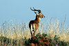 Antilope