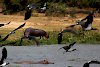 Nilpferde und Vögel