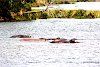 Nilpferde im Ntugwe-Fluss