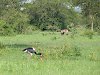 Sattelstorch im Lake Mburo Nationalpark