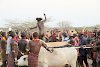 Bullensprung der Hamar