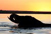 Elefant im Chobe Fluss