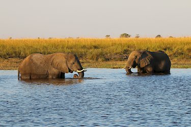 Elefanten baden im Chobe Fluss