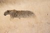 Leopard im Etosha-Nationalpark