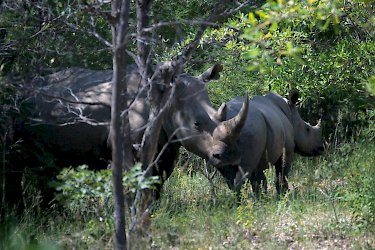 Nashörner im Matobo-Nationalpark