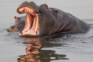 Hippo im Sambesi